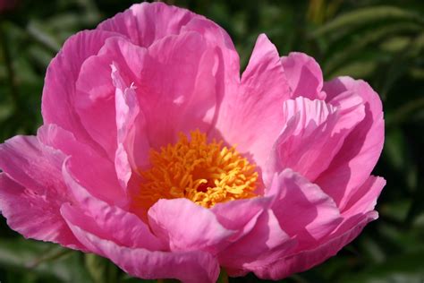 Sea Shell – Parkland Peonies