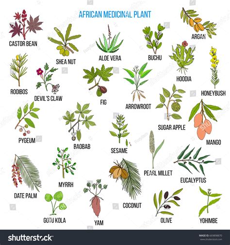 African Medicinal Plants Hand Drawn Vector Stock Vector (Royalty Free) 669898870 | Shutterstock