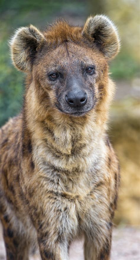 Attentive male hyena - a photo on Flickriver