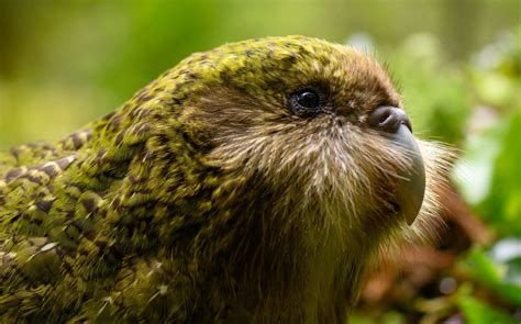 Puketahā: Kākāpō could find home within planned ecosanctuary | RNZ News