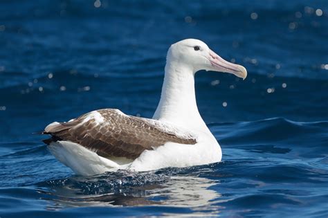 Diomedeidae - Albatrosses Photo Gallery | Wildlife Journal Junior