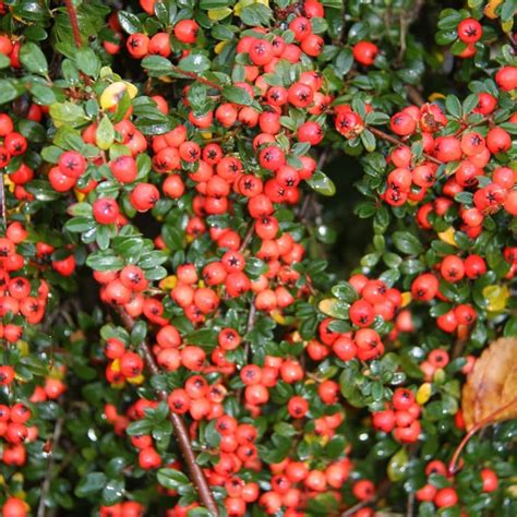 Buy coral beauty cotoneaster Cotoneaster × suecicus Coral Beauty: £6.99 ...