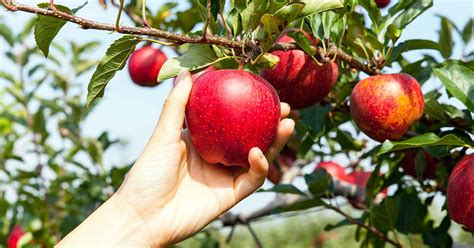 How to Grow and Care for Apple Trees | Gardener’s Path