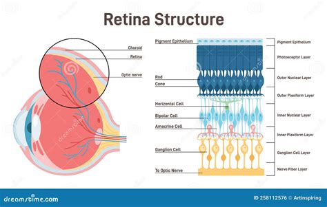 Eye Retina Anatomy. Human Vision Organ Cross Section Anatomical Vector Illustration ...