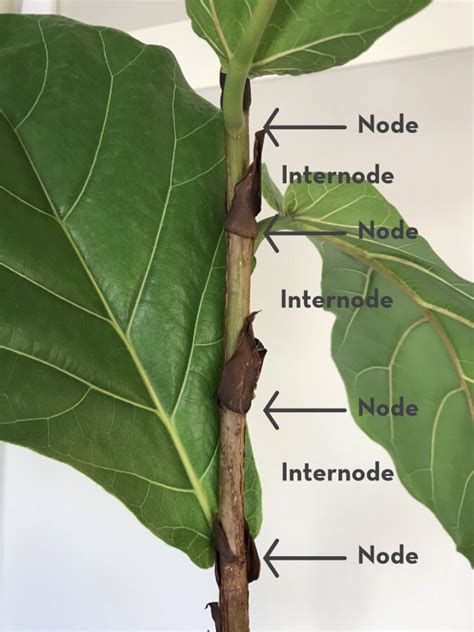 How to propagate & root fiddle leaf figs - 3 methods reviewed — Greenhouse Studio