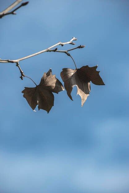 Premium Photo | Autumn leaves on a tree branch