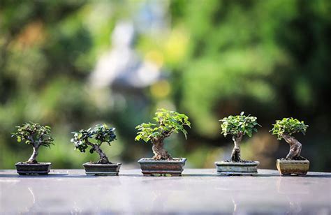 Indoor Bonsai: Choose Wisely for Success - Horticulture