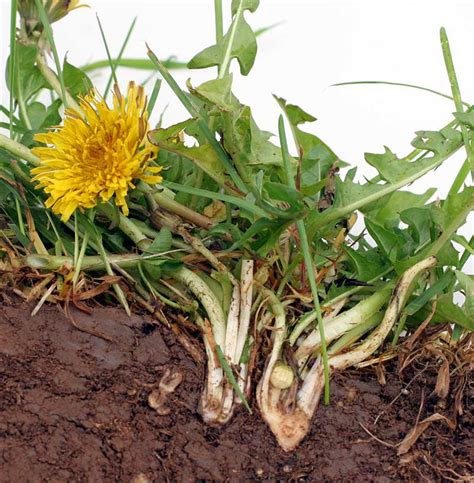 How to Kill Dandelions in Your Lawn