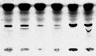 Fig S1. Sequence based analyses of FAAL and FACL proteins | Download ...