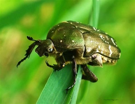 Rose Chafer Free Stock Photo - Public Domain Pictures