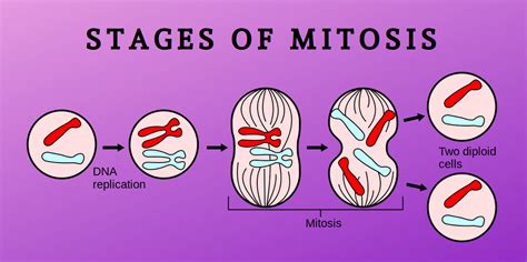 The Stages Of Mitosis - Science Trends