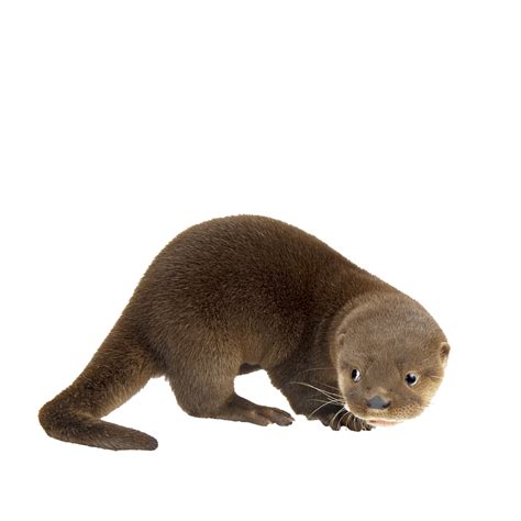 an otter standing on its hind legs and looking at the camera