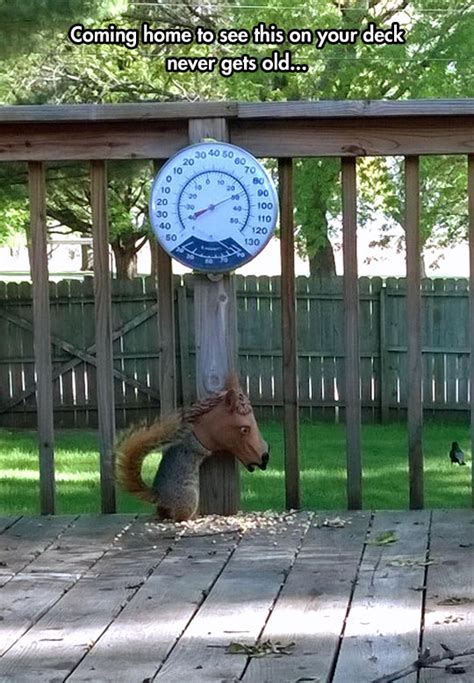 Horse Head Squirrel Feeder