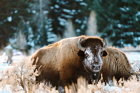 snowy bison — Della Frederickson Photos