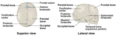 10.6: Embryonic Development of the Axial Skeleton - Biology LibreTexts