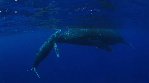 Pacific Ocean Whales