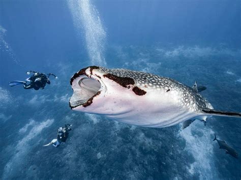 Photos Show Whale Shark Almost Swallowing Two Divers