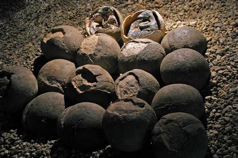 Dinosaur Eggs Found With Embryos Still Inside | Dinosaur fossils, Prehistoric animals, Dinosaur eggs