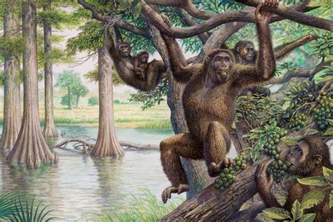 Ape evolution: Family tree of extinct apes reveals our early ...