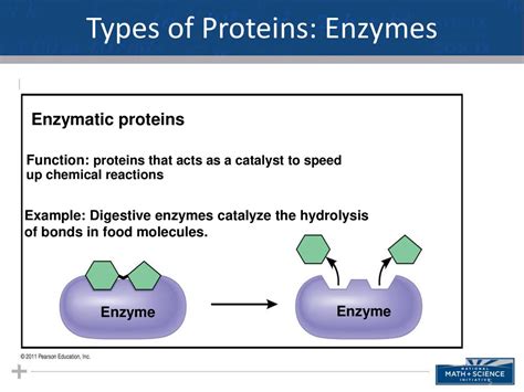 The Structure and Function of Macromolecules Part II: Proteins ...