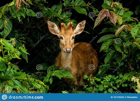 Male Eld`s Deer with New Antlers Suddenly Showing Up in the Middle of Natural Foliage Frame ...