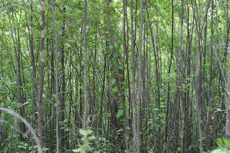 Free picture: sapling, thicket, porongurup