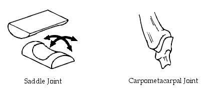 Saddle Joint Diagram