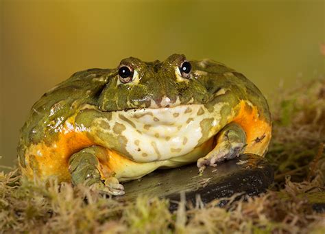 Your Kid Wants a Pet Frog. Here's Everything to Know – PureWow