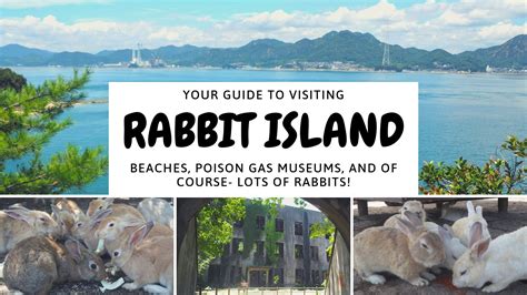 Ultimate Guide to Okunoshima, The Island of Rabbits, Japan - Erika's ...