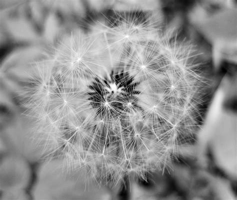 Black And White Dandelion Free Stock Photo - Public Domain Pictures