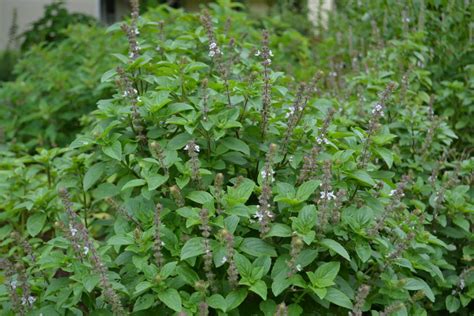 African Blue Basil: A Pollinator Favorite | Gardening in the Panhandle