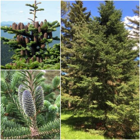 Abies Balsamea Seeds Balsam Fir Seeds Fir Tree Seeds Balsam | Etsy