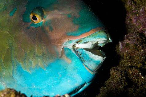 Monday Archives: Parrotfish and Their Amazing Teeth