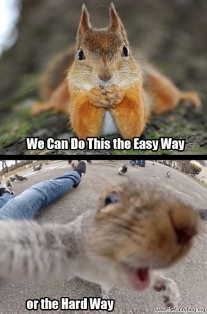 Funny Quotes About Squirrels. QuotesGram