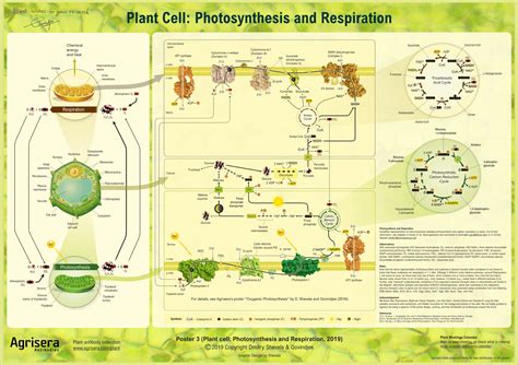 Plantae | Photosynthesis Posters | Plantae