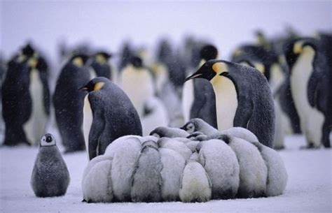 Emisoras Unidas - Canadá: Hasta los pingüinos se resguardan del frío ...