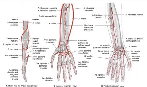 Radial Artery Location