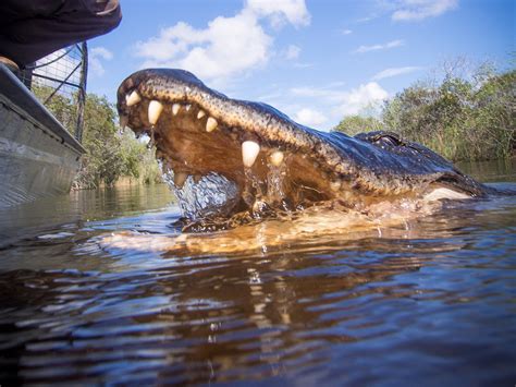 Florida Airboat Rides at Gator Park - Everglades Airboat Tours ...