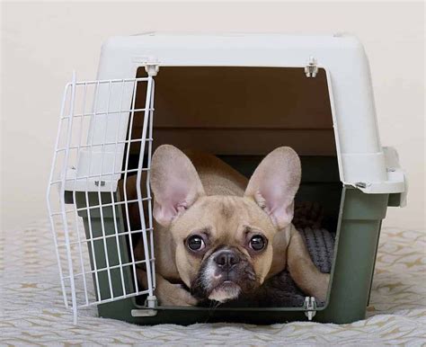 How To Crate Train A Puppy | atelier-yuwa.ciao.jp