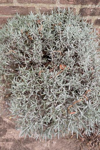 How To Prune Lavender In Spring & Fall - Big Blooms & Fewer Woody Stems