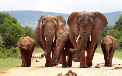 Papel de parede : Animais, animais selvagens, Parque Nacional, Jardim zoológico, Mamíferos ...