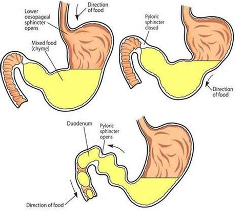 Pictures Of ChymeHealthiack