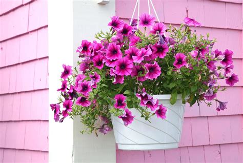 Best 12 Hanging Flower Ideas To Make Beautiful Home Front Design / FresHOUZ.com | Hanging plants ...