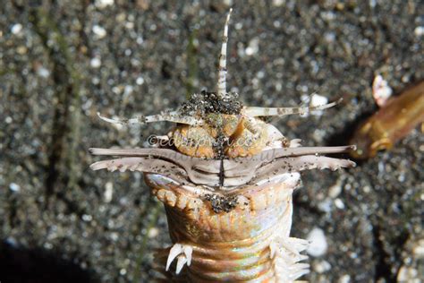 Bobbit worm (Eunice aphroditois) | Ed Brown