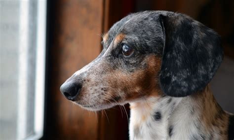 Dachshund Names: Unique & Most Popular Monikers – Pet Guide Reviews