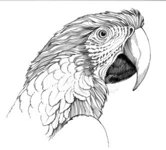 Happy Macaw Bird Cartoon Stock Vector | Royalty-Free | FreeImages
