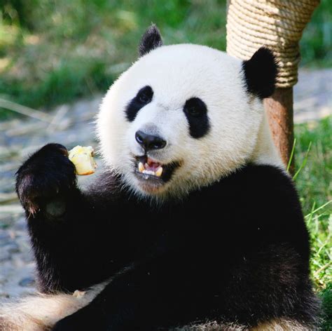Giant Panda Bear Eating Apples | This Panda lives in the Che… | Flickr