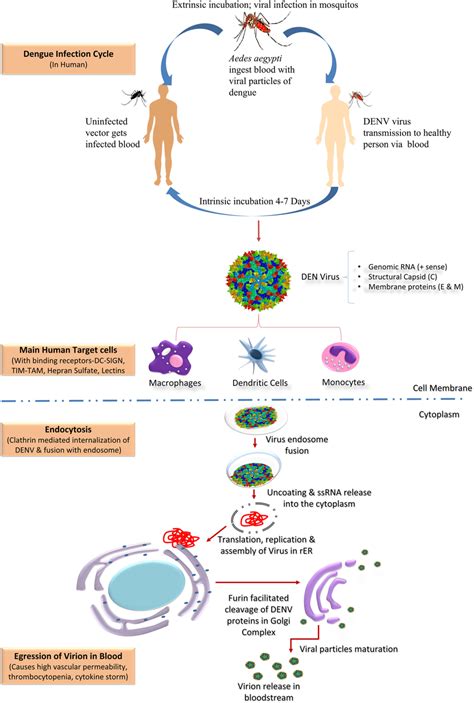 | Dengue infection cycle in human body. | Download Scientific Diagram