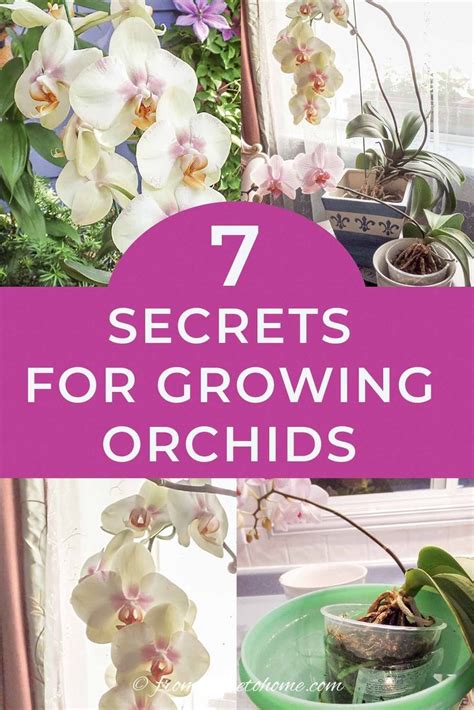 These tips for growing orchids in pots are awesome! All the orchid care secrets you need to know ...