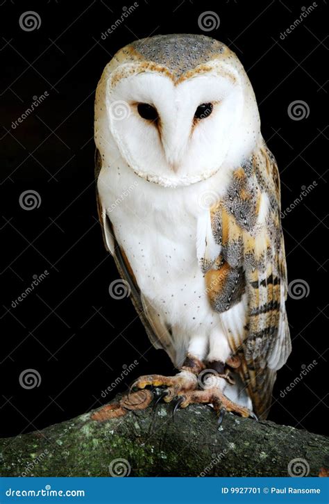 Barn Owl stock image. Image of barn, eyes, prey, bird - 9927701